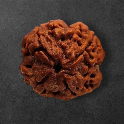 4 MUKHI RUDRAKSH NEPAL ORIGIN WITH X RAY LAB CERTIFICATION