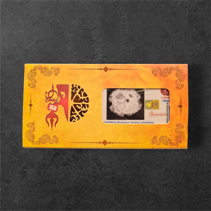 4 MUKHI RUDRAKSH NEPAL ORIGIN WITH X RAY LAB CERTIFICATION