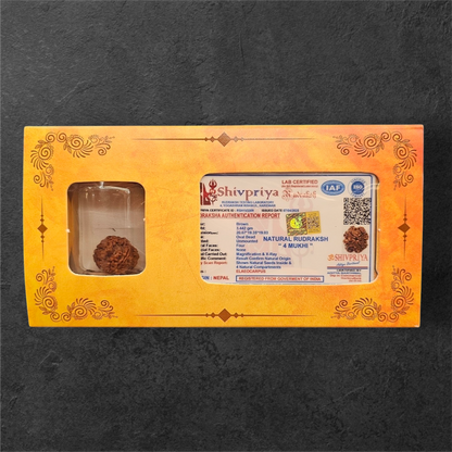 4 MUKHI RUDRAKSH NEPAL ORIGIN WITH X RAY LAB CERTIFICATION