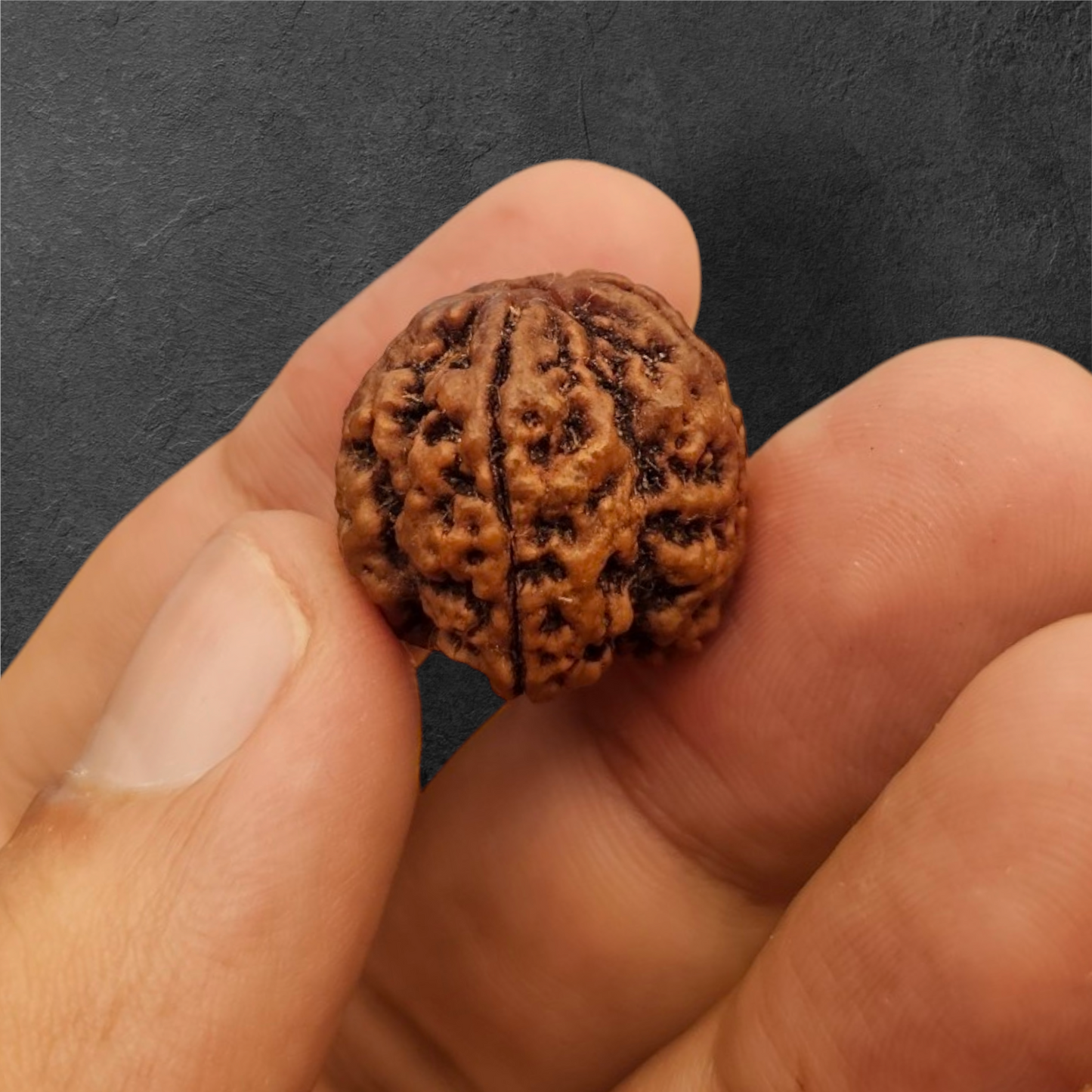 5 MUKHI RUDRAKSH NEPAL ORIGIN WITH X RAY LAB CERTIFICATION