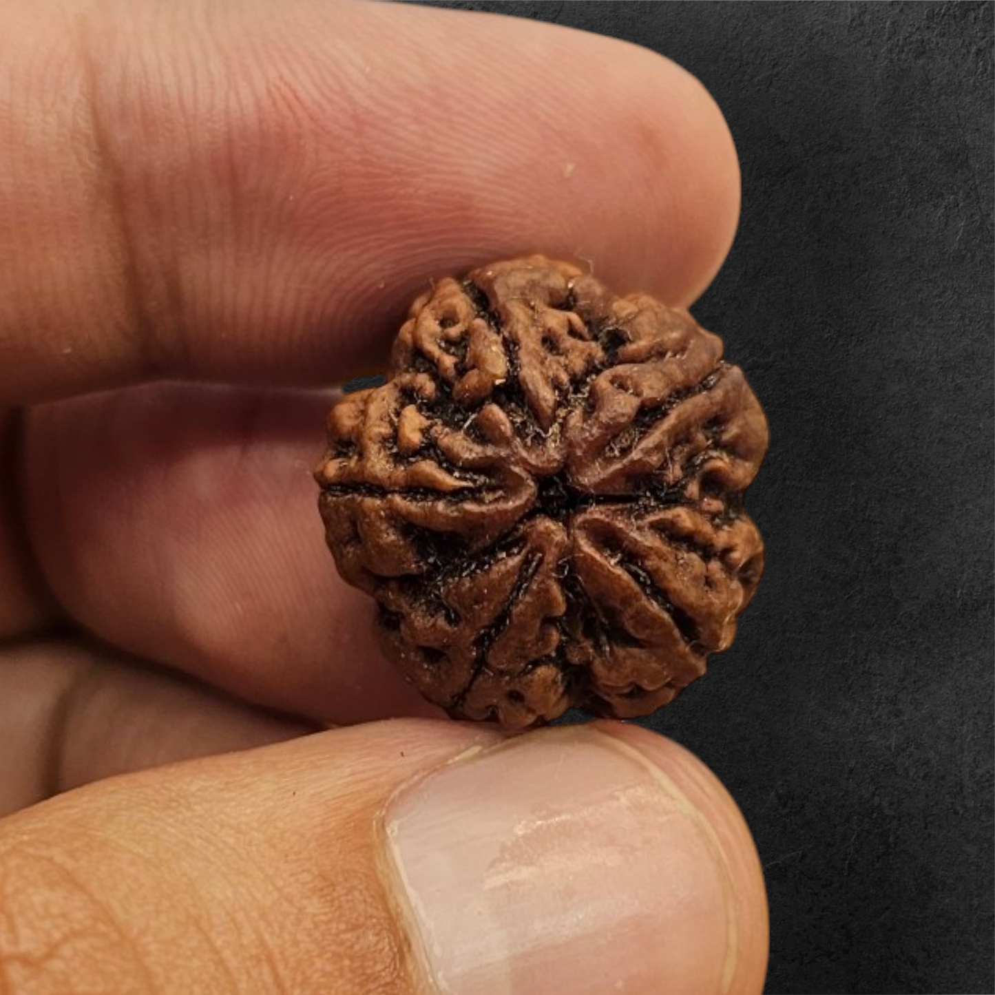 5 MUKHI RUDRAKSH NEPAL ORIGIN WITH X RAY LAB CERTIFICATION