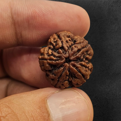 5 MUKHI RUDRAKSH NEPAL ORIGIN WITH X RAY LAB CERTIFICATION