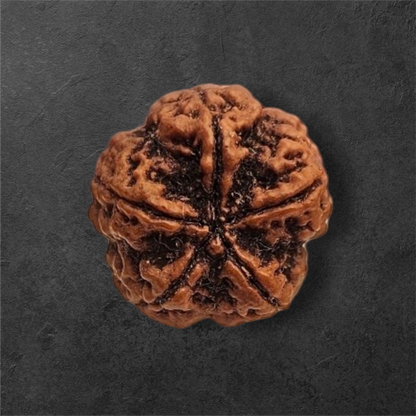 5 MUKHI RUDRAKSH NEPAL ORIGIN WITH X RAY LAB CERTIFICATION