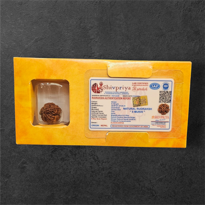 5 MUKHI RUDRAKSH NEPAL ORIGIN WITH X RAY LAB CERTIFICATION