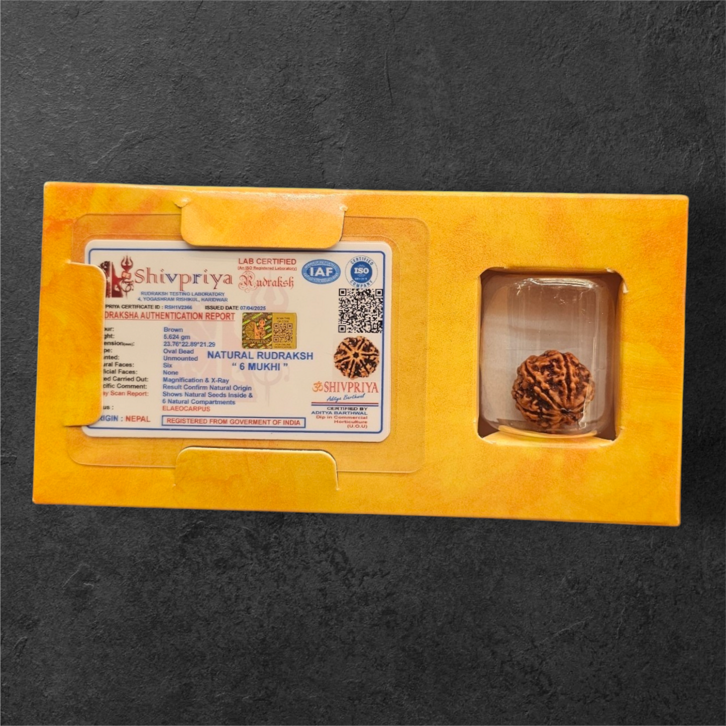 6 MUKHI NEPALI RUDRAKSH WITH X RAYS LAB CERTIFICATION