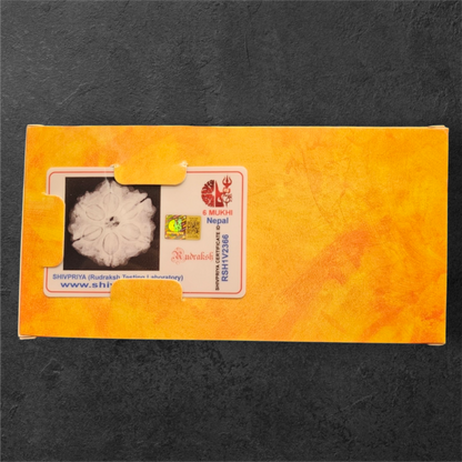 6 MUKHI NEPALI RUDRAKSH WITH X RAYS LAB CERTIFICATION