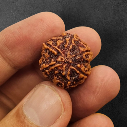 6 MUKHI NEPALI RUDRAKSH WITH X RAYS LAB CERTIFICATION