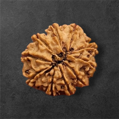 10 MUKHI RUDRAKSH NEPAL ORIGIN WITH X RAYS LAB CERTIFICATION