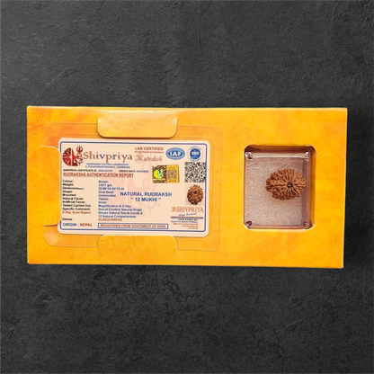 12 MUKHI RUDRAKSH NEPAL ORIGIN WITH LAB CERTIFICATION