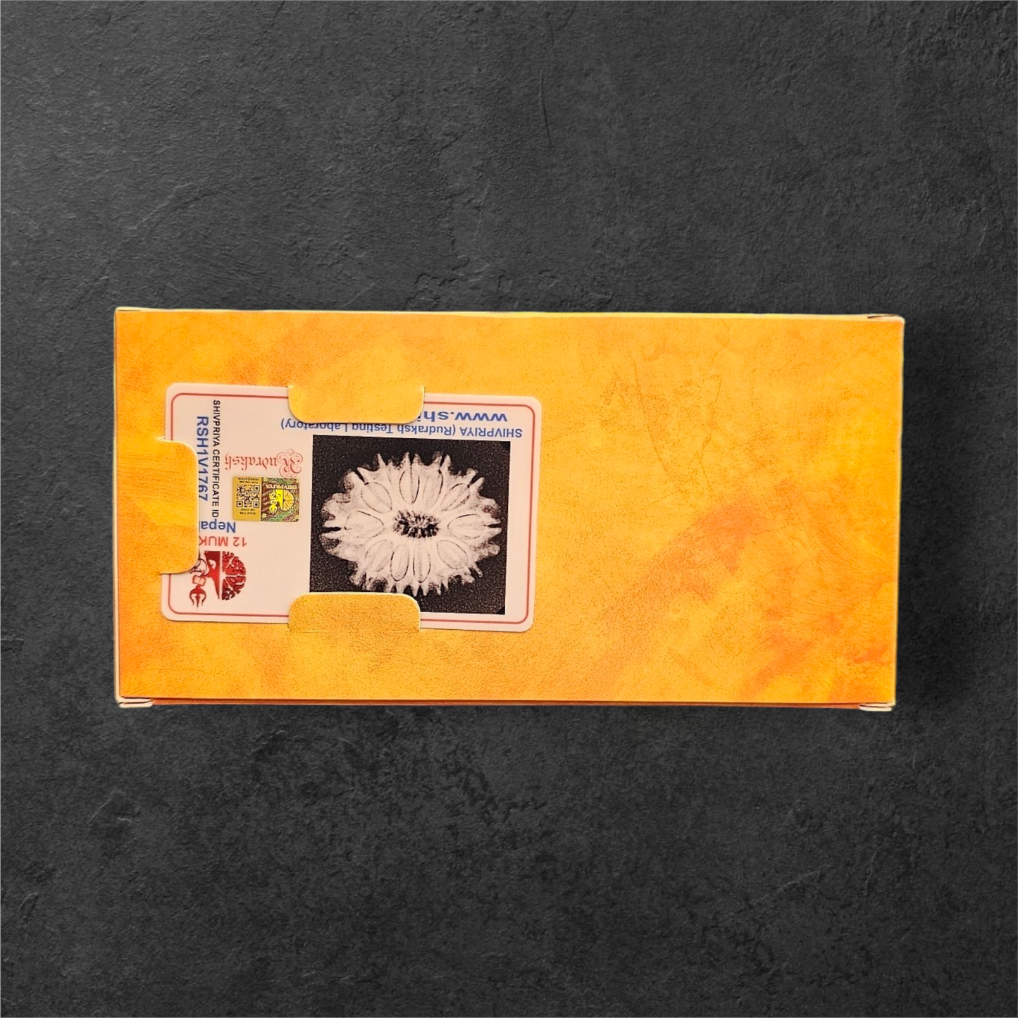 12 MUKHI RUDRAKSH NEPAL ORIGIN WITH LAB CERTIFICATION