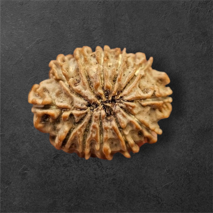 12 MUKHI RUDRAKSH NEPAL ORIGIN WITH LAB CERTIFICATION