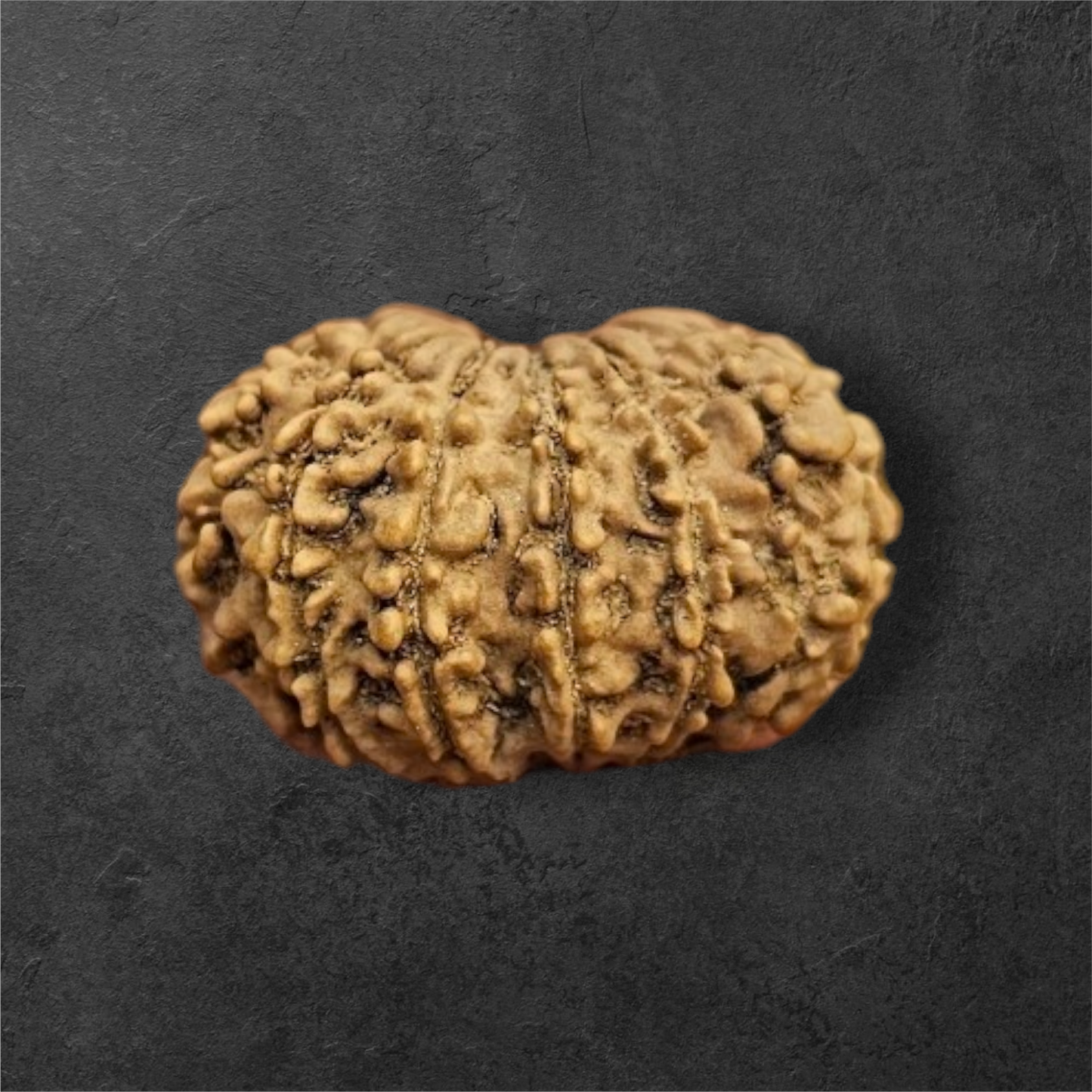 13 MUKHI RUDRAKSH NEPAL ORIGIN WITH LAB CERTIFICATION