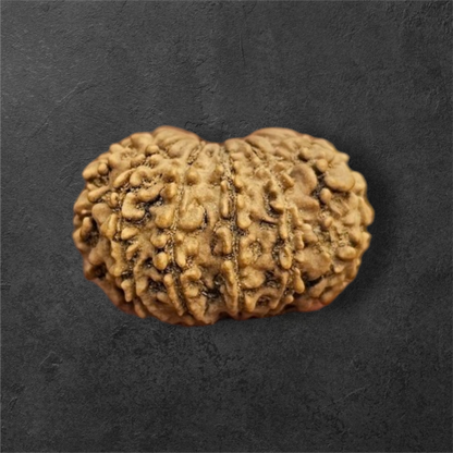 13 MUKHI RUDRAKSH NEPAL ORIGIN WITH LAB CERTIFICATION