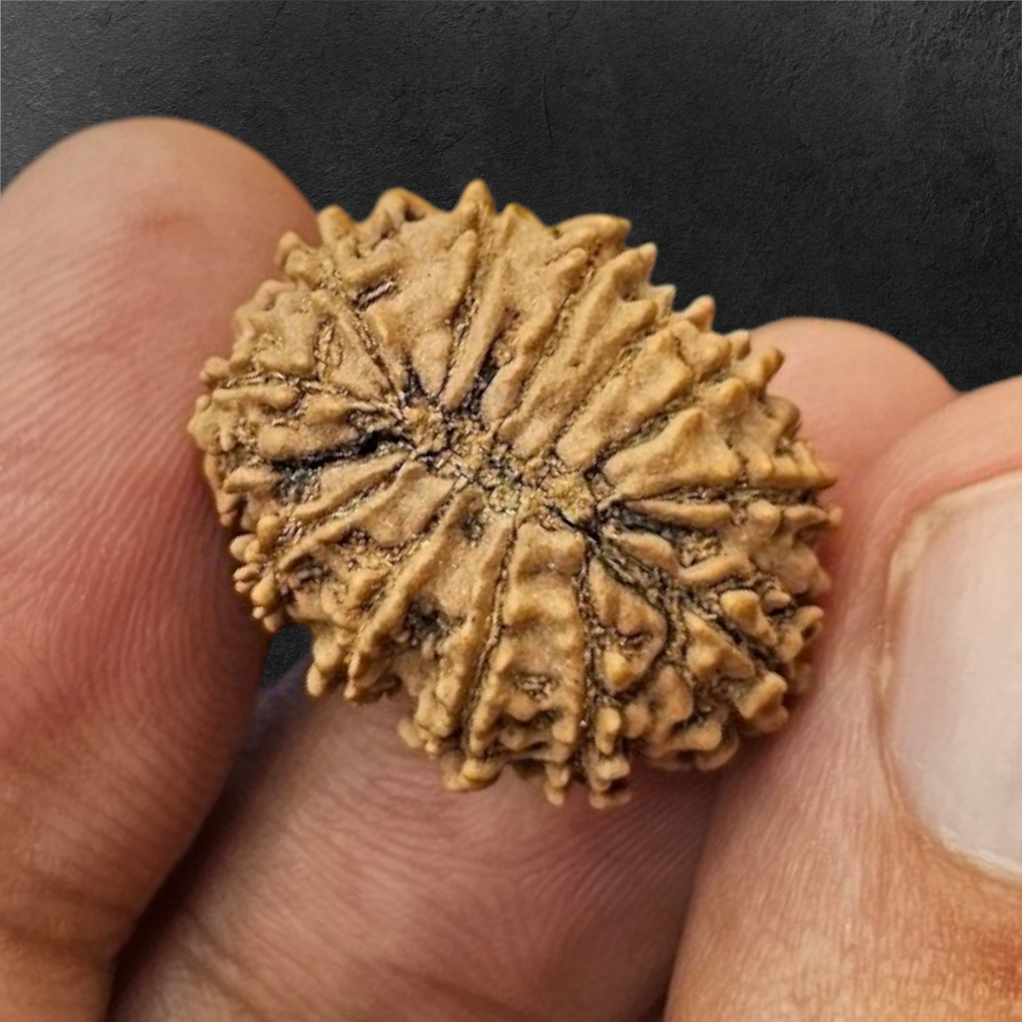 13 MUKHI RUDRAKSH NEPAL ORIGIN WITH LAB CERTIFICATION