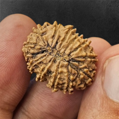 13 MUKHI RUDRAKSH NEPAL ORIGIN WITH LAB CERTIFICATION