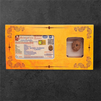 13 MUKHI RUDRAKSH NEPAL ORIGIN WITH LAB CERTIFICATION