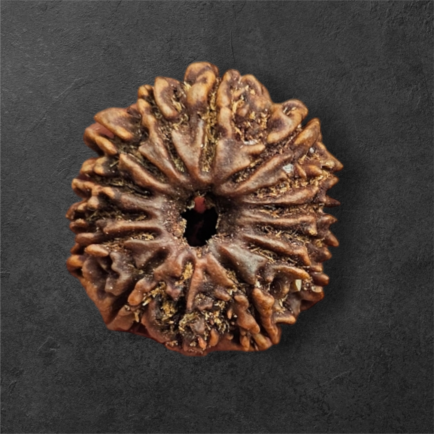 14 MUKHI RUDRAKSH NEPAL ORIGIN WITH LAB CERTIFICATION