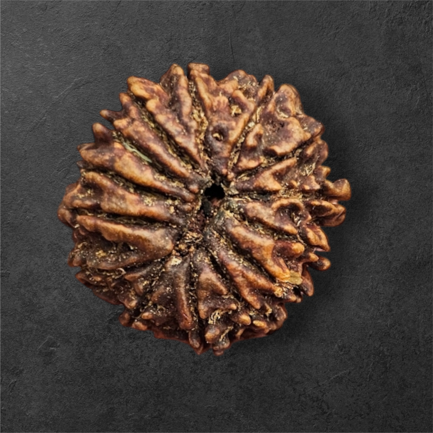 14 MUKHI RUDRAKSH NEPAL ORIGIN WITH LAB CERTIFICATION