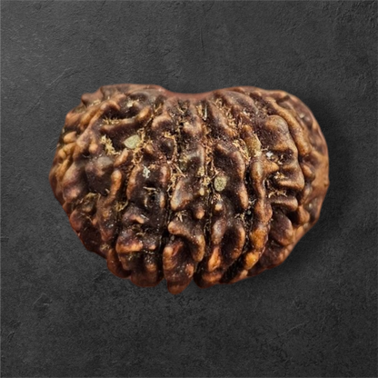 14 MUKHI RUDRAKSH NEPAL ORIGIN WITH LAB CERTIFICATION