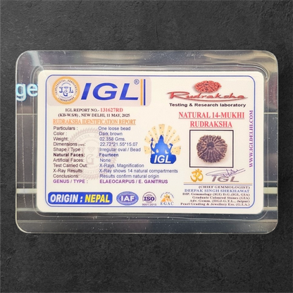 14 MUKHI RUDRAKSH NEPAL ORIGIN WITH LAB CERTIFICATION