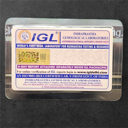 14 MUKHI RUDRAKSH NEPAL ORIGIN WITH LAB CERTIFICATION