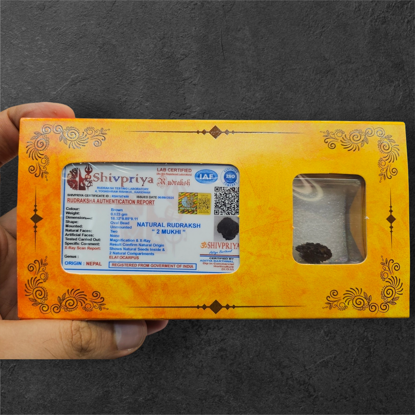 2 MUKHI NEPALI RUDRAKSH WITH X RAY LAB CERTIFICATION