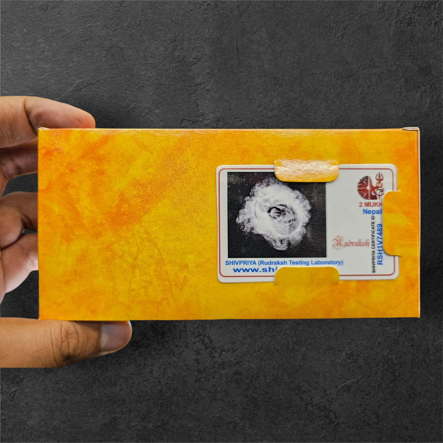 2 MUKHI NEPALI RUDRAKSH WITH X RAY LAB CERTIFICATION