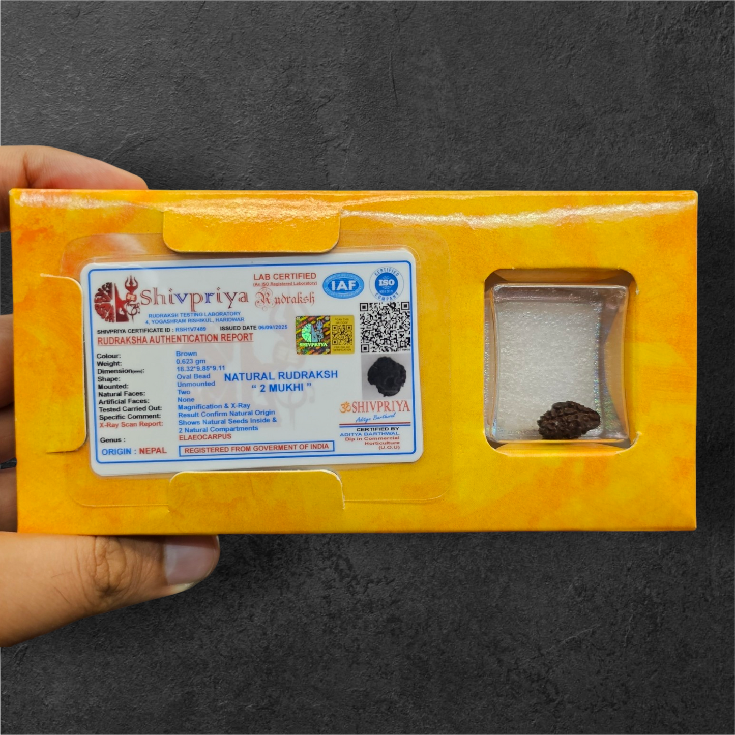 2 MUKHI NEPALI RUDRAKSH WITH X RAY LAB CERTIFICATION