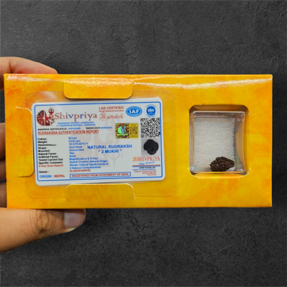 2 MUKHI NEPALI RUDRAKSH WITH X RAY LAB CERTIFICATION