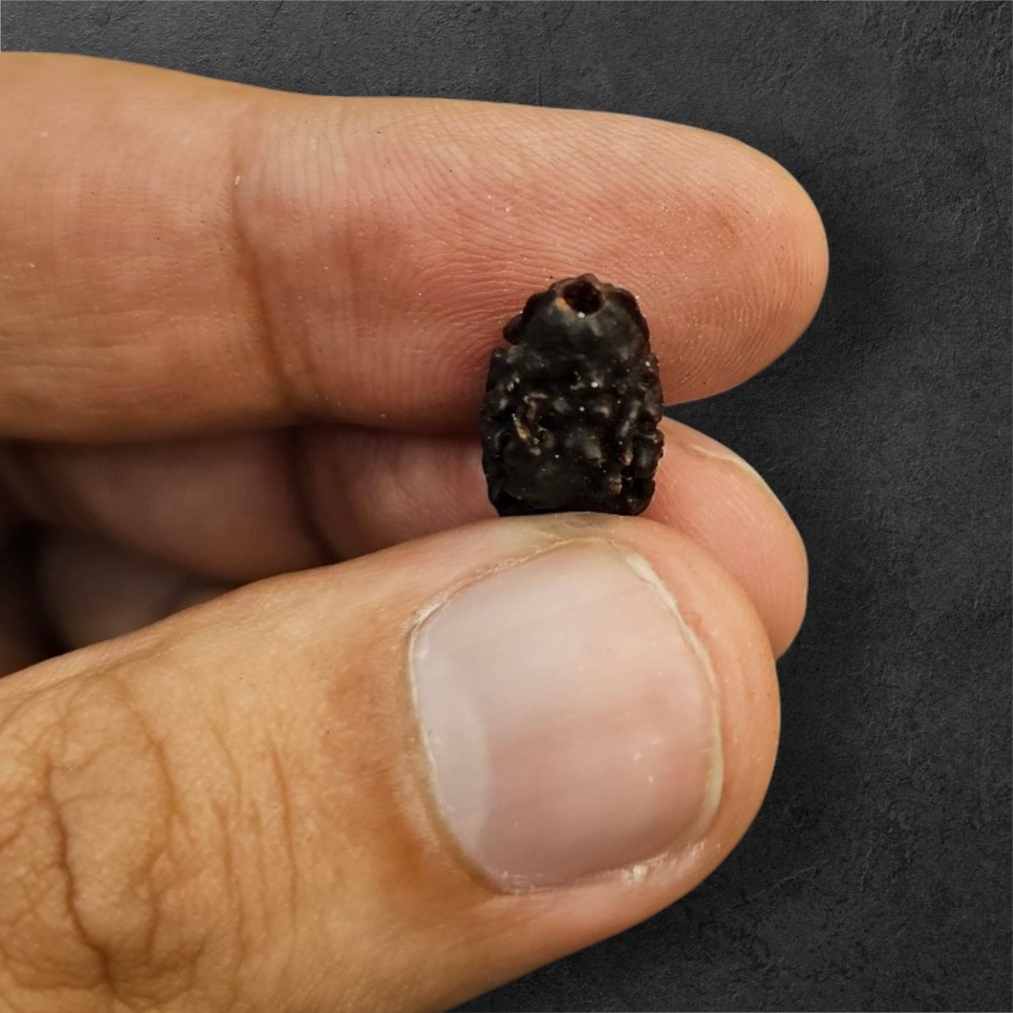 2 MUKHI NEPALI RUDRAKSH WITH X RAY LAB CERTIFICATION