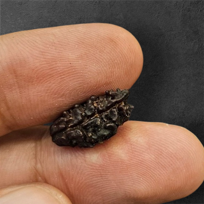 2 MUKHI NEPALI RUDRAKSH WITH X RAY LAB CERTIFICATION