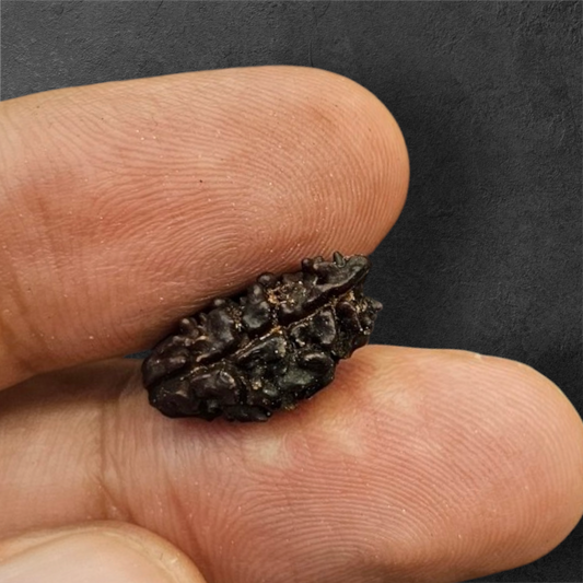 2 MUKHI NEPALI RUDRAKSH WITH X RAY LAB CERTIFICATION