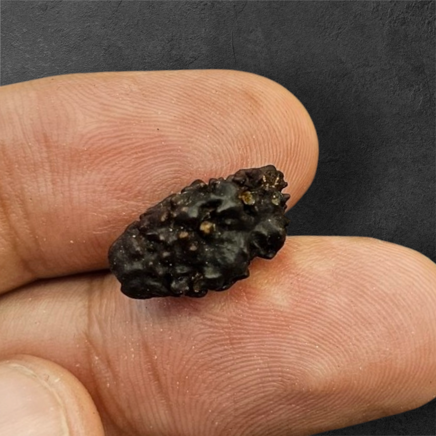 2 MUKHI NEPALI RUDRAKSH WITH X RAY LAB CERTIFICATION