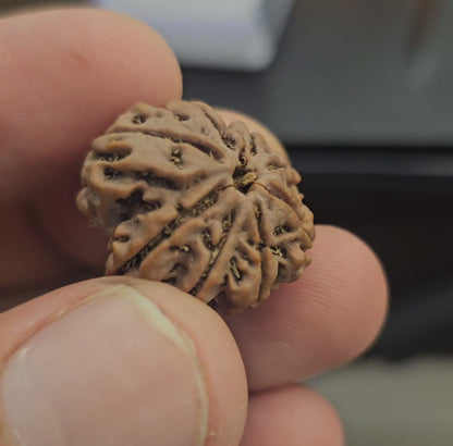 8 MUKHI RUDRAKSH NEPAL ORIGIN WITH LAB CERTIFICATION