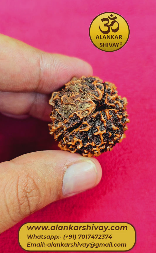 HUGE 5 FACED RUDRAKSHA(35 MM APROX)