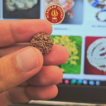 7 MUKHI RUDRAKSHA WITH X-RAY LAB CERTIFICATION (15 MM -19 MM BEADS)