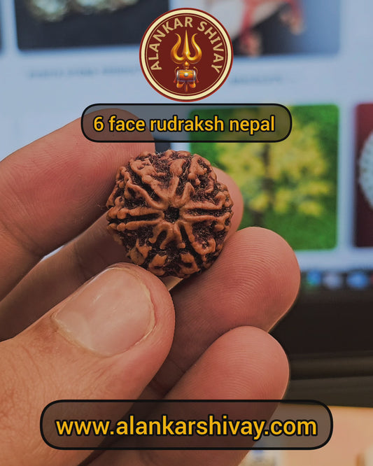 6 MUKHI NEPALI RUDRAKSH WITH X RAYS LAB CERTIFICATION
