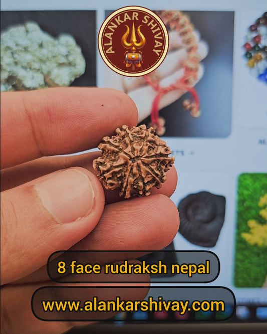 8 MUKHI RUDRAKSH NEPAL ORIGIN WITH LAB CERTIFICATION