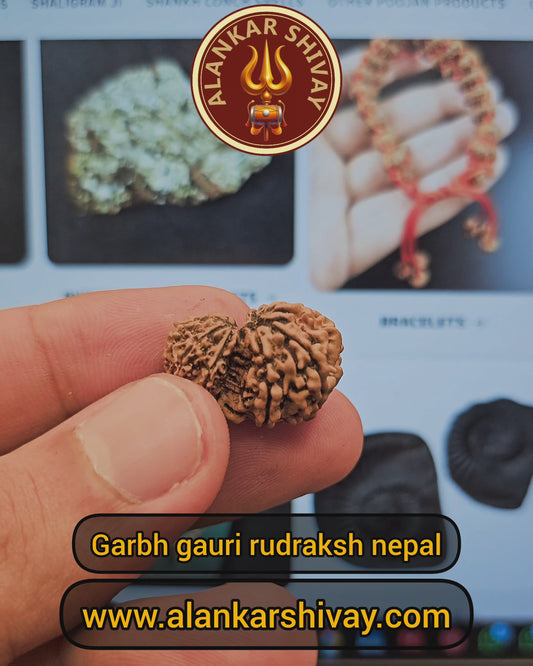 GARBH GAURI RUDRAKSH (NEPAL ORIGIN) WITHGOV AUTHORISED X-RAY LAB CERTIFICATION