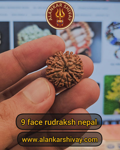 9 MUKHI RUDRAKSH NEPAL ORIGIN WITH LAB CERTIFICATION