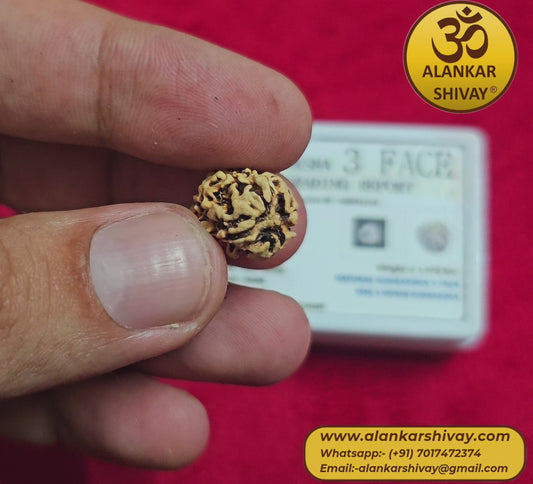 3 MUKHI RUDRAKSH WITH LAB CERTIFICATION