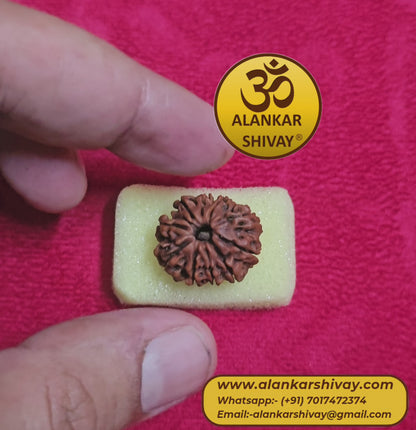 10 MUKHI RUDRAKSH NEPAL ORIGIN WITH LAB CERTIFICATION