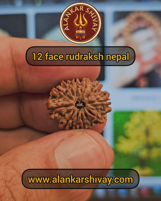 12 MUKHI RUDRAKSH NEPAL ORIGIN WITH LAB CERTIFICATION