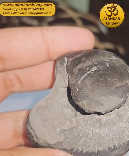 SHALIGRAM BHAGWAAN - LAXMI NARAYAN SHALIGRAM (ORIGINAL FROM GANDAK RIVER, NEPAL):