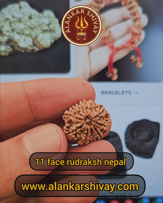 11 MUKHI RUDRAKSH NEPAL ORIGIN WITH LAB CERTIFICATION