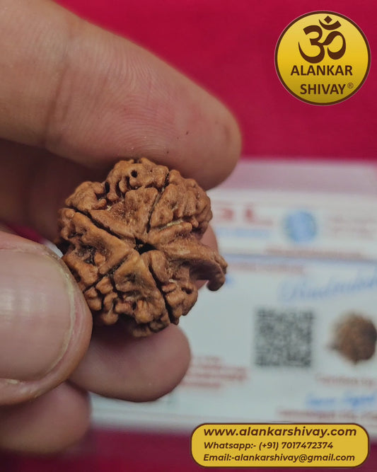 VIGNAHARTA GANESH MUKHI RUDRAKSHA NEPAL ORIGIN WITH LAB CERTIFICATION