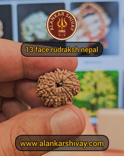 13 MUKHI RUDRAKSH NEPAL ORIGIN WITH LAB CERTIFICATION