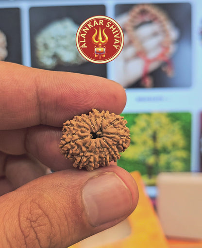 13 MUKHI RUDRAKSH NEPAL ORIGIN WITH LAB CERTIFICATION