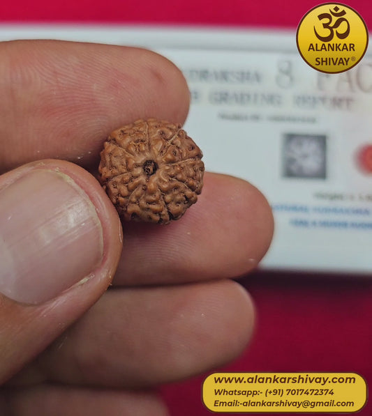 8 MUKHI RUDRAKSH  WITH LAB CERTIFICATION (INDONESIAN ORIGIN)