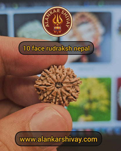 10 MUKHI RUDRAKSH NEPAL ORIGIN WITH X RAYS LAB CERTIFICATION